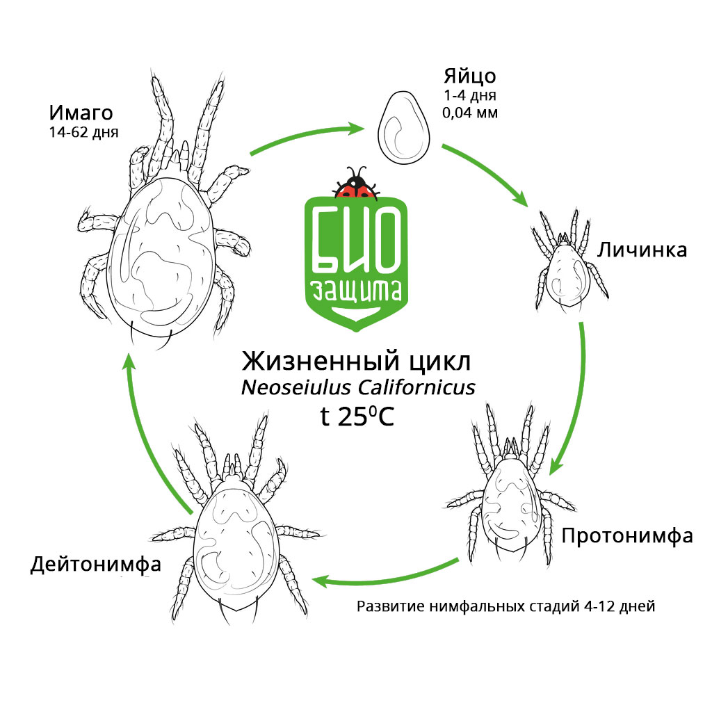 Amblyseius californicus БиоЗащита