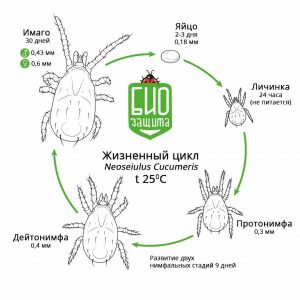 Купить【 Амблисейус кукумерис (Amblyseius Cucumeris)