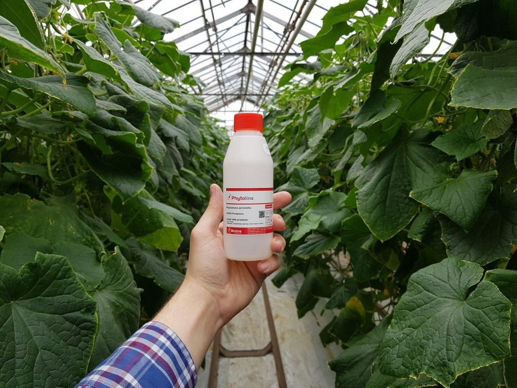 Купить【 Фитосейулюс Персимилис (Phytoseiulus persimilis)】