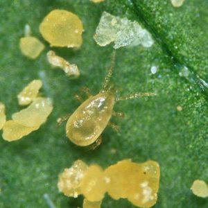 Купить【 Амблисейус кукумерис (Amblyseius Cucumeris)