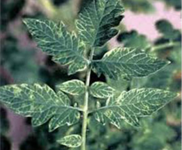 Вирус крапчатости листьев томата — ToMoV