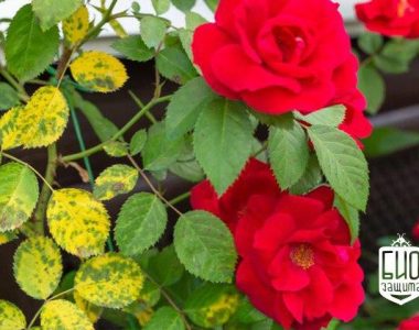 Марсонина или черная пятнистость розы. Marssonina rosae.