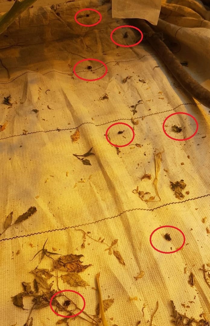 Отравление шмелей пестицидами. - БиоЗащита