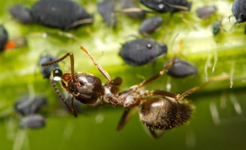 муравей и тля