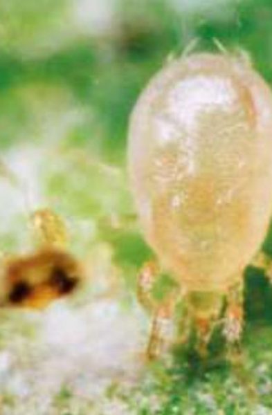 Neoseiulus reductus