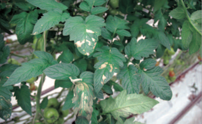 бактериальный рак на листьях томата